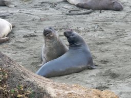 2008Elephant_Seals_15
